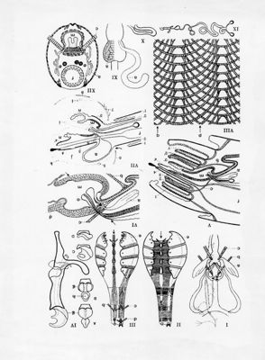 Organi riproduttivi femminili di musca domestica secondo G. Smith