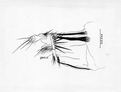 Ovopositore di musca domestica secondo Chi Ho