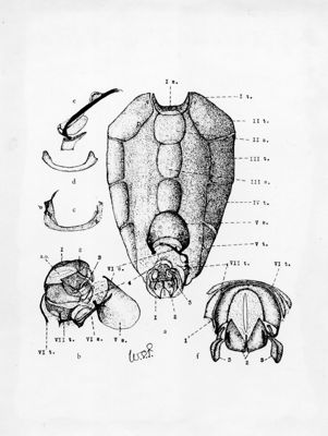 Conformazione di musca domestica secondo W. Patton