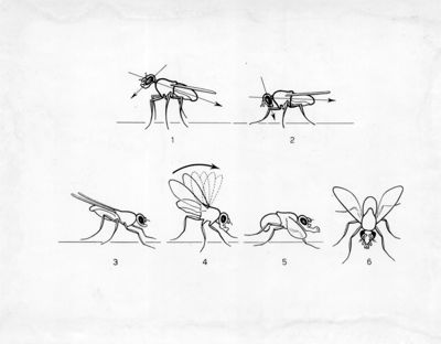 Caratteristiche della Drosophila subobscura.