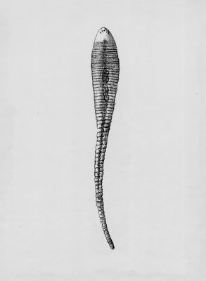 Linguatula serrata