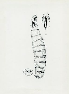 Larva di primo stadio di Sarcophaga fuscicauda