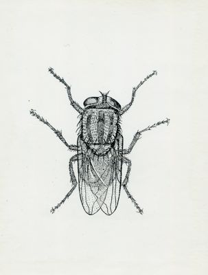 Cochliomyia hominivorax (secondo Byam and Archibald)