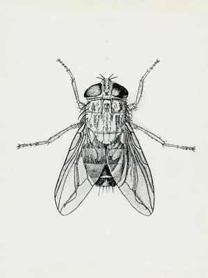 Cordylobia anthropophaga (secondo E.E. Austen)