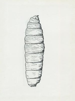 Larva di Cordylobia anthropophaga (secondo Brumpt)