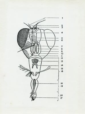 Testa di Calliphora erytrocephala