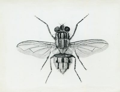 Musca domestica adulta e larve