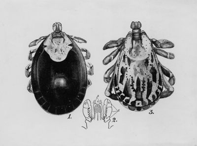 Dermacentor andersoni: 1) femmina 2) rostro 3) maschio