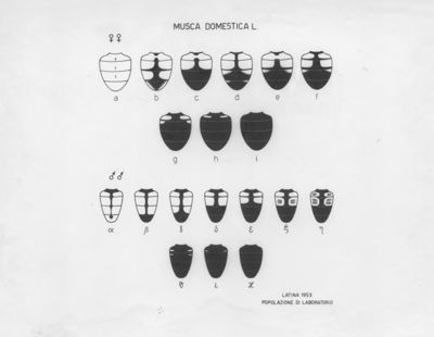 Polimorfismo cromatico in ceppi di Laboratorio di mosca domestica (Latina 1953)