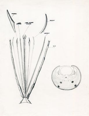 Apparato boccale di Anofele