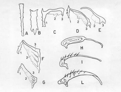 Giandromorfismo e intersessualità in musca domestica