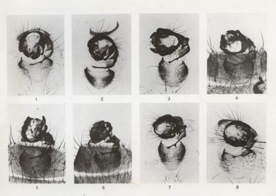 Anomalie della rotazione delle armature genitali maschili di musca domestica