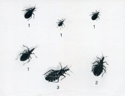 Tristoma infestans (grandezza naturale)