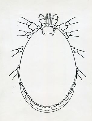 Haemaphysalis cinnaharnia. Var. dubbia (maschio)