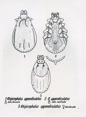 Rhipicephalus