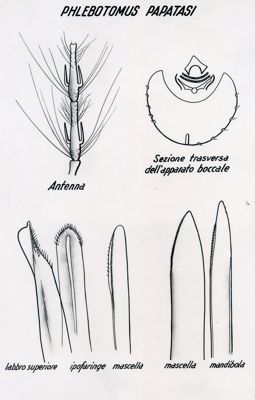 Phlebotomus Papatasi