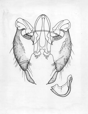 Culex (necculex) Martinii - sulla presenza di C. (N.) Martinii Medschid in provincia di Latina e contributo alla conoscenza della specie