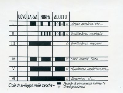 Ciclo di sviluppo nelle zecche