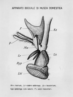 Apparato boccale di una musca domestica