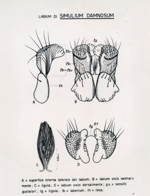 Disegni anatomici di Simulium e Simulium damnosum