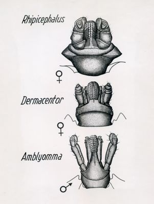 Rhipicephalus, Dermacentor, Amblyomma