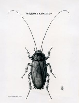 Periplaneta Australasiae