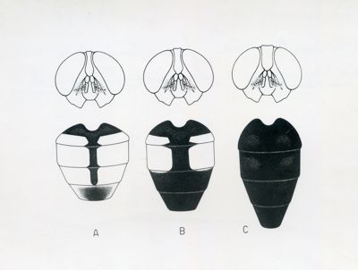 Variabilità fenotipica in Musca domestica L.