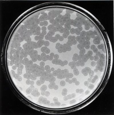 Batteriofagi con diverse applicazioni