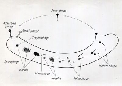 Ciclo di sviluppo dei Fagi