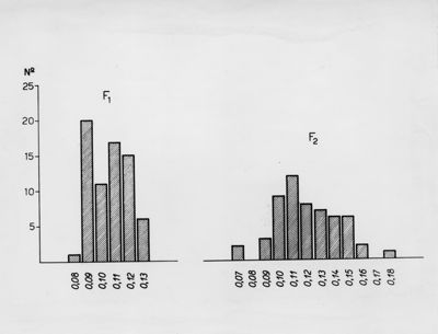 Distribuzione dei valori dell'indice cefalico in musca dimestica e musca cuthbertson con riferimenti alla struttura delloro dorso