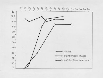 Grafici riguardanti l'evoluzione di musca domestica cuthbertsoni in laboratorio