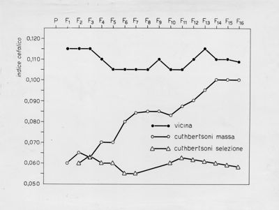 Grafico riguardante l'evoluzione di musca domestica Cuthbertsoniin laboratorio