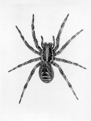 Lycosa tarentula è un ragno appartenente alla famiglia Lycosidae. Nella tradizione popolare della Puglia viene chiamato taranta o tarantola