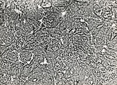 Epiteli (tessuti caratterizzati da elementi cellulari fittamente addossati e disposti in piu' strati) renali di suino.
