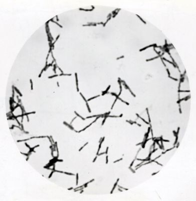 Studio morfologico di lactobacilli al microscopio