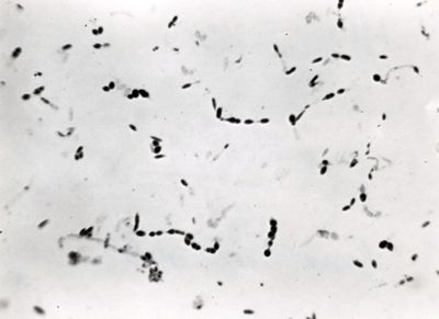 Schema biochimico, fermentazione zuccheri dei germi del sale