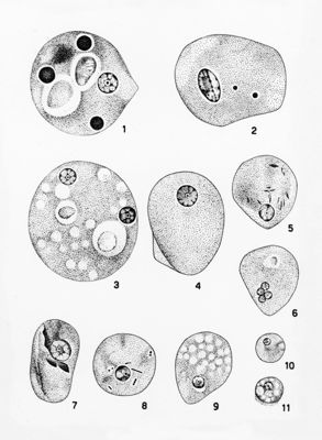 Entamoeba Histolytica_forme vegetative Wenyon "Protozology"