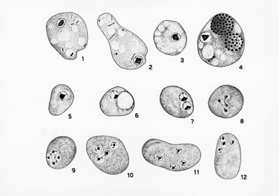 Endolimax nana Wenyon "Protozology"