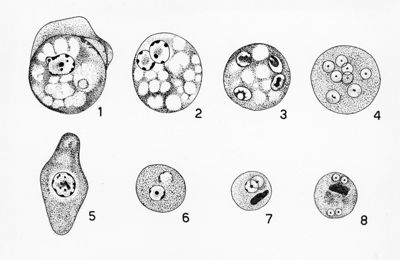 Entamoeba delle scimmie Wenyon "Protozology"