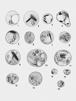 Entamoeba Hizstolytica_cisti Wenyon "Protozology"