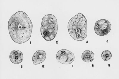 Dientamoeba fragile Wenyon "Protozology"