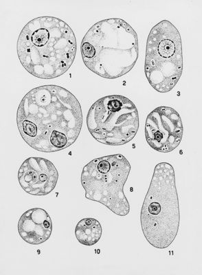 Entamoeba coli_forme vegetative