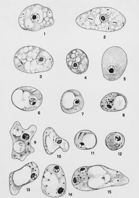 Iodamoeba butschlii Wenyon "Protozology"