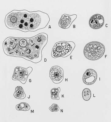 Amebe dell'uomo Wenyon "Protozology"