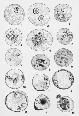 Entamoeba coli_cisti