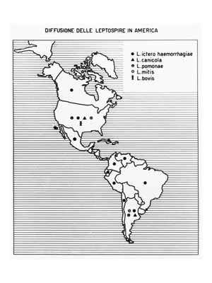 Cartogramma riguardante la diffusione delle Leptospire in America