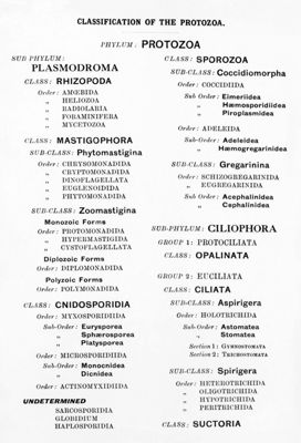 Classificazione della protozoologia