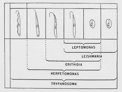 Schema di classificazione del genere Tripanosoma e dei flaggellati affini