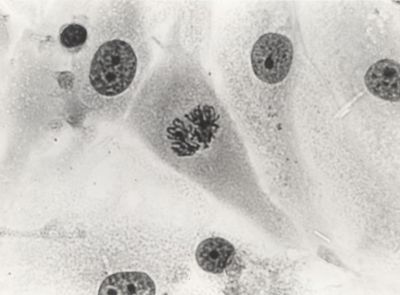 Cariocinesi (divisione indiretta del nucleo nella divisione cellulare) nelle colture in vitro.