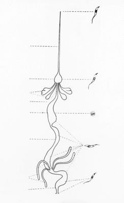 Ciclo di sviluppo di Trypanosoma cruzi nel Penstrongylus megistus